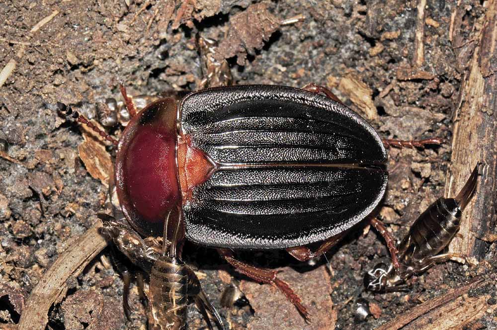 Larva di Carabidae? no, di Silphidae: Silpha obscura